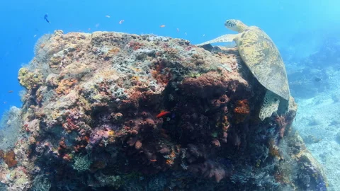4K Underwater Two Green Sea Turtles Resting on Coral Reef Bommie 스톡 동영상 344908495