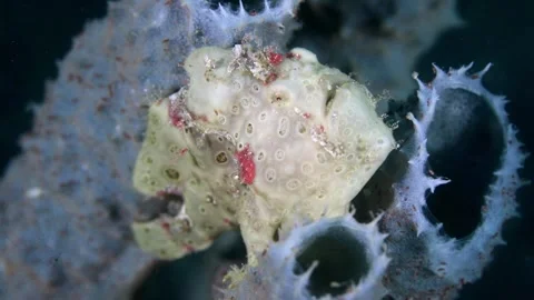 4K Underwater Video Of Bizarre Frogfish In Lembeh Strait Stock Footage 340427156