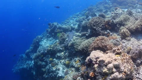 4K Underwater White Tip Shark Swimming Over Vibrant Coral Reef Vídeo Stock 344907606