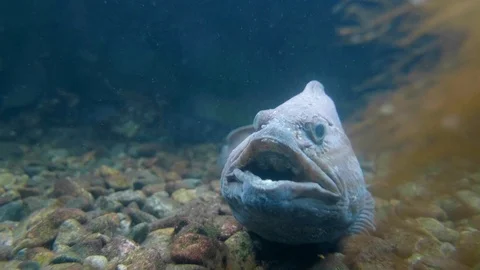 4K Underwater - Wolf Eel Stock Footage 93886194