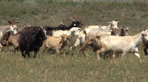 4K Unfocused goat herd migration summer hot day green grass meadow food day cute Stock Footage 54476956