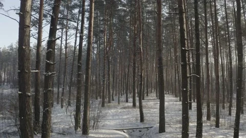 4K ungraded, d-log Drone Flight Through Pine Coniferous Forest Snowy White Stock Footage 201652989
