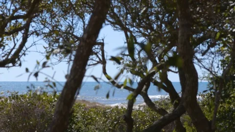 4K Unreal Ocean View Through the Trees Vidéo 109380562