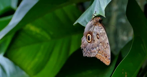 4K Upside Down Galigo Memnon, Giant Owl Butterfly Stock Footage 41473178