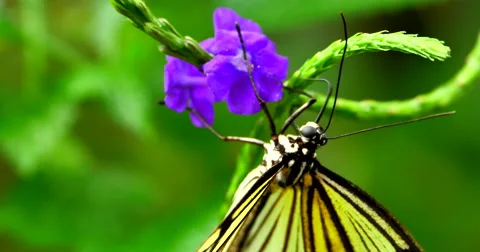 4K Upside-Down Swallowtail Butterfly Feeding on Flower Video stock 63427700
