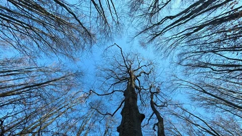 4K Upward View of Bare Tree Canopy – Tall Trees Against Clear Sky Video stock 331872526