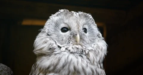 4K - Ural Owl Stock Footage 118844105