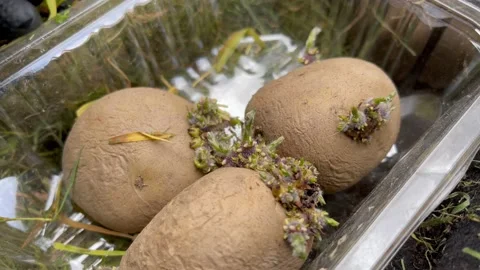 4K using grass clippings to grow chitted potatoes Stock Footage 212079513