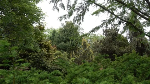 4K Various Coniferous Trees Swaying In Wind 002 Stock Footage 92497185
