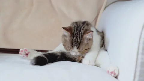 4K VDO scottish straight kitten relax play and clean hair  Stock Footage 156973627