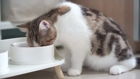 4K VDO scottish straight kitten eat food in bowl Stock Footage 157554260