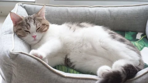 4K VDO scottish straight kitten relax and sleep Stock Footage 157554441