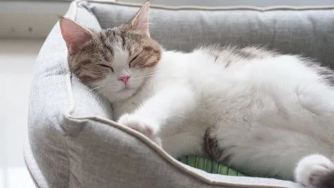 4K VDO scottish straight kitten relax and sleep Stock Footage 157554499