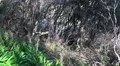 4k Vegetation around sunny Levada mountain hiking path 4k or 4k+ Resolution