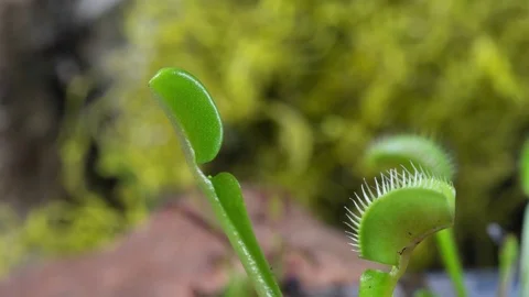 4k Venus Fly Trap 스톡 동영상 78643889