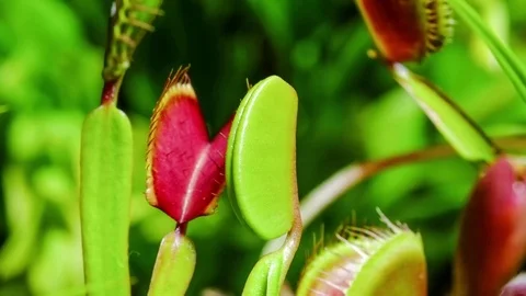 4K Venus Fly Trap Opening Timelapse 库存影片 78702891