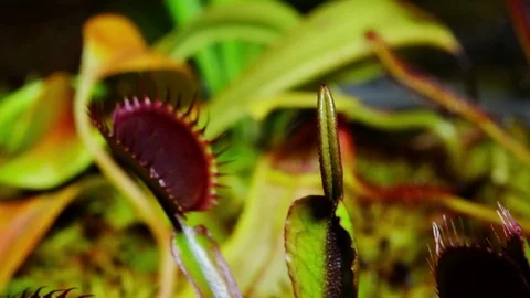 4K Venus Fly Trap Red Dragon Opening Timelapse 库存影片 78702887