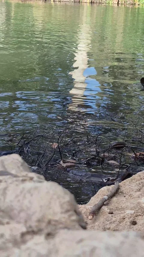 4K Vertical Close-up of Catfish Moving Whiskers Above Lake Water Stock Footage 331633053