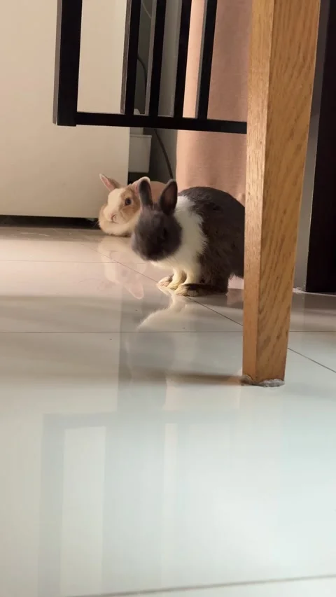 4K vertical footage of a black and white rabbit hopping around its companion and Stock Footage 342777347