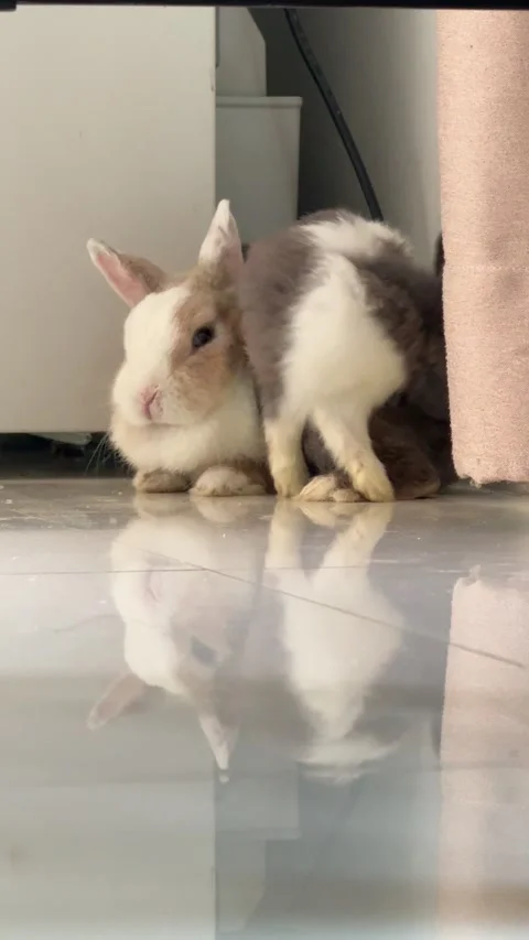 4K vertical footage of a small black and white rabbit hopping to a friend, sniff Stock Footage 342777329