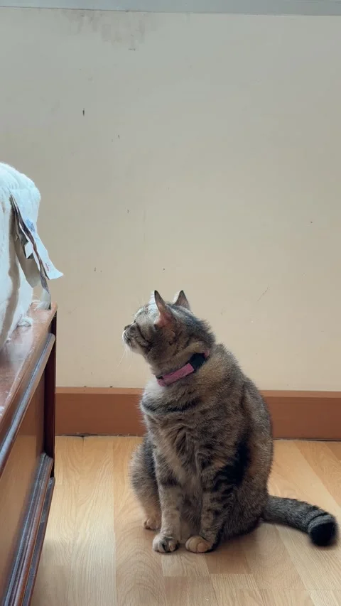 4K vertical footage of a tabby cat sitting motionless by the side of a bed, look Stock Footage 342777370