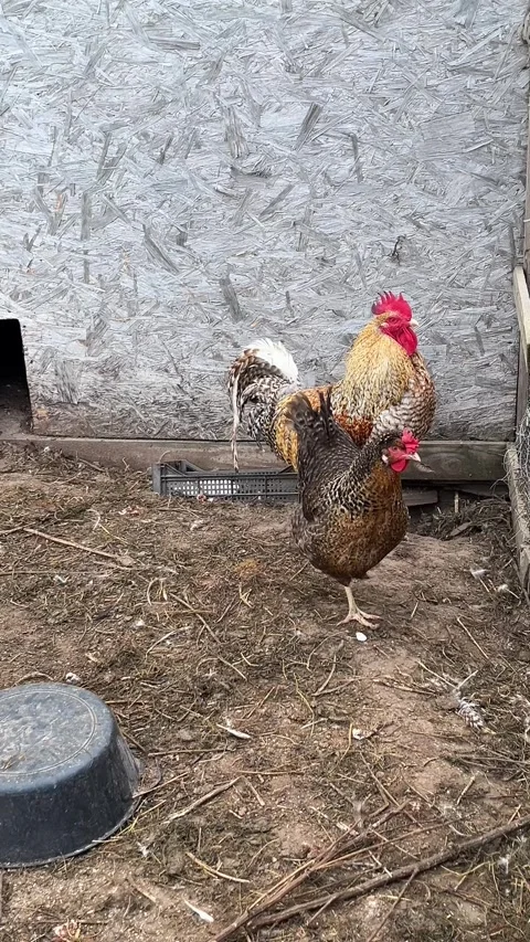 4K vertical frame, mobile video. An adult handsome rooster and a chicken in a Stock Footage 286072571
