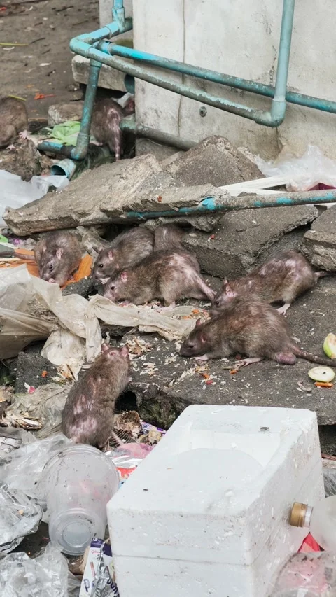 4K Vertical group of rat eating food on garbage pile Stock Footage 336530817