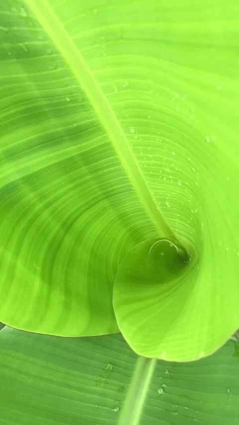 4K Vertical Handheld: Abstract Spiral Pattern Young Banana Leaf Stock Footage 334978390