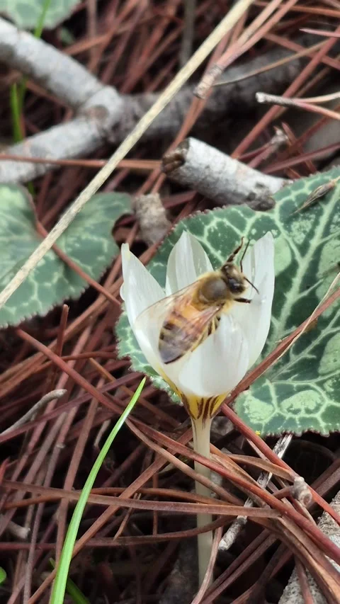 4K Vertical Macro of a Honey Bee Covered in Pollen inside a Crocus Stock Footage 331633379