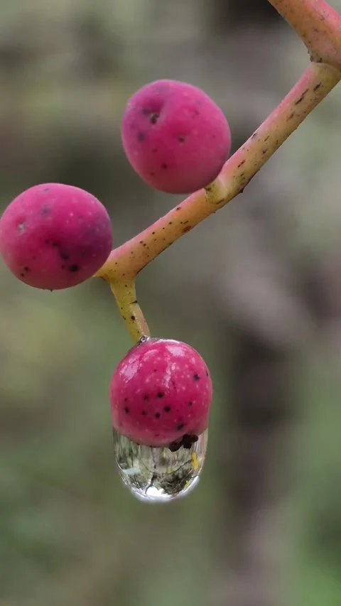 4K Vertical Macro of a Raindrop Dripping from a Wild Crabapple Fruit Stock Footage 331633042