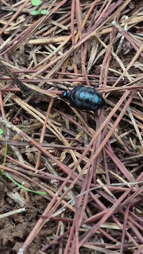 4K Vertical Macro of a Small Insect Crawling on Green Pine Needles Stock Footage 331632630