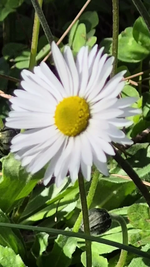 4K Vertical Macro of a Yellow Daisy Flower Swaying in the Wind Stock Footage 331632362