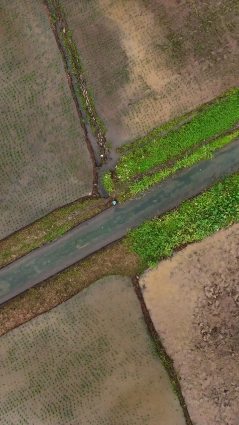4K Vertical: Newly Planted Rice Paddies in Claver, Northern Mindanao Stock Footage 301063270