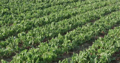4K Vertical pan of field with workers harvesting spinnach in the background Video stock 64695482