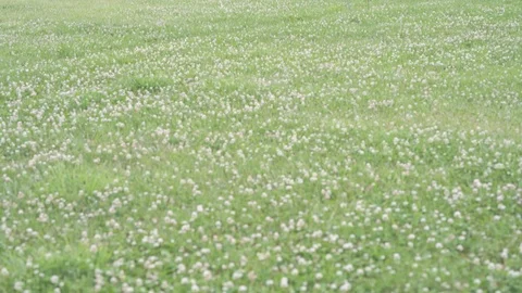 "4K vertical pan of a giant OASIS sign over a green meadow" Stock Footage 90894645