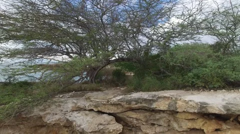 4K Vertical Pan Tree on Cliff Stock Footage 63473651