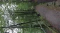 4k Vertical panning in forest with pathway and water stream 4k or 4k+ Resolution