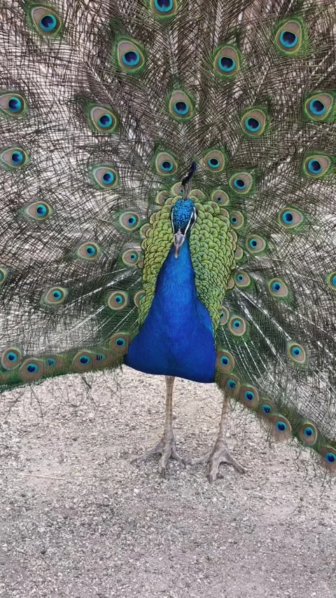 4K Vertical Peacock Displaying Fully Fanned Tail Видео 339276121