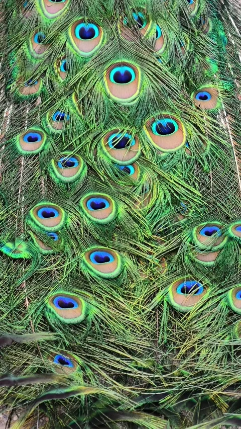 4K Vertical Peacock Tail Feathers Moving in Breeze Видео 339276038