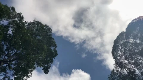 4K Vertical POV Low Angle Shot of Trees and Sky from Moving Motorcycle Vídeos de archivo 334233660