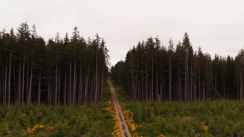 4K Vertical Reveal of Epic Dense Pacific Northwest Forest Road Stock Footage 109139679