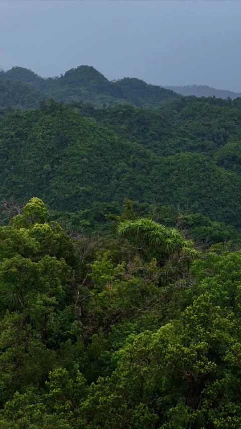 4K Vertical Reveal: Tropical Rainforest Mountains in Mindanao Stock Footage 301063074