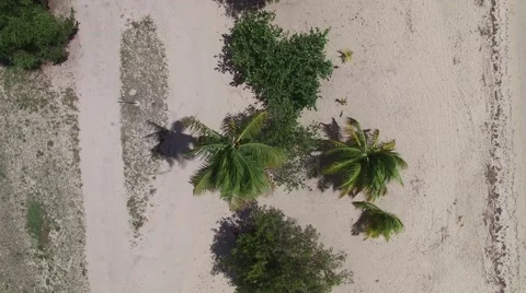 4K Vertical Rotate Palm Tree Tops Stock Footage 63473063