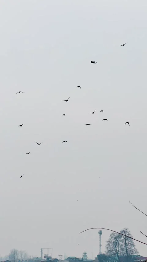 4K Vertical shot of birds flying in sky. Nature background. Birds flying in the  Stock Footage 302916884