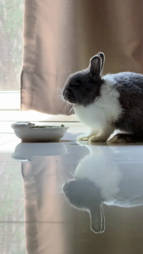 4K vertical shot of a black and white rabbit eating food on a shiny floor with b Stock Footage 342777324