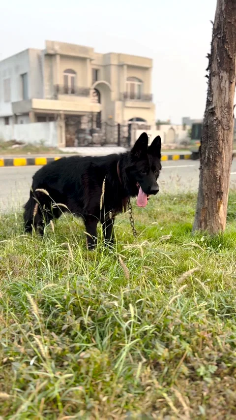 4K Vertical Shot of Black German Shepherd Beside Tree Calm Dog Outdoors Stock Footage 320816794