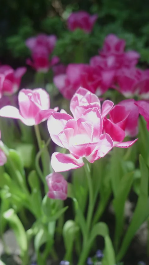 4K Vertical shot of camera panning across beautiful pink tulips blooming Stock Footage 338187851