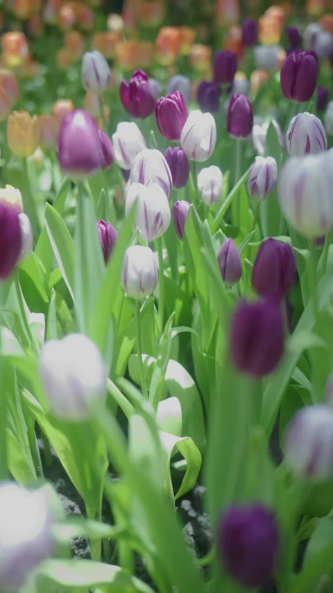 4K Vertical shot of camera panning across beautiful purple and white tulips Stock Footage 338217601