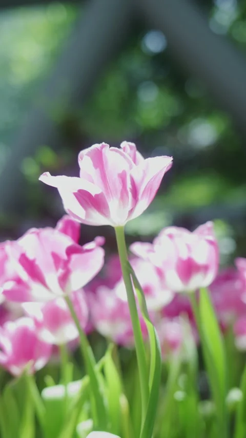 4K Vertical shot of camera zooming in a beautiful pink tulip blooming in garden Stock Footage 338187815