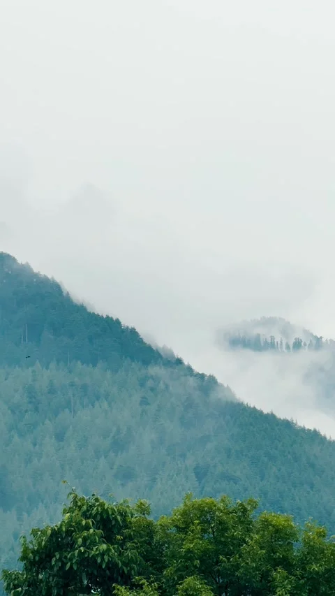4K Vertical shot of clouds surrounding pine tree forest in Himalayan mountain ra Stock Footage 342594153